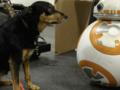 The real story behind how BB-8 works in The Force Awakens   #ThePlexusPrepper, Matt Cole
