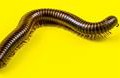 Protostomia and Deuterostomia - Bubblews