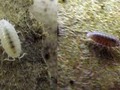 Microfauna: Isopods via JoshsFrogs