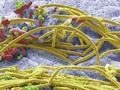New ‘reverse genomics’ method brings previously hidden bacteria to life Beautiful work from…