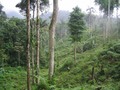 Nitrogen-fixing trees help tropical forests grow faster and store more carbon I'm nauseous.…