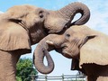 "We are in great need:" Zoo Knoxville asks for help during closure So, so sad...