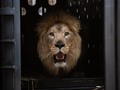 I can't wait to see the new kitty: Zoo Knoxville’s newest lion making public debut Wednesday