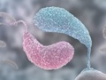 Yin and Yang: Two signaling molecules control growth and behavior in bacteria via…