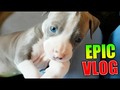 Me gustó un video de YouTube MI NUEVA PERRITA DE OJOS AZULES !! EPIC VLOG Makiman