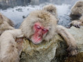 Monkeys Soak in Hot Springs