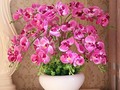 Potted Orchids To Beautify Your Home via sunyoananda