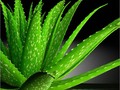Best Ways To Use Aloe Vera For Weight Loss – Tips via sunyoananda