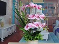 Holiday Gifts For Self-Improvement: Potted Orchids To Beautify Your Home