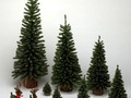 Are You Wondering About What Christmas Tree To Buy? - via sunyoananda