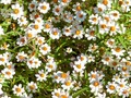 4 Healing Benefits of Chamomile Tea - via sunyoananda