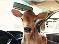 El es Melo, un becerrito que nació con un problema en su mandíbula y no puede extraer la leche de su mamá. Gracias…