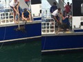⚡️ “Exhausted wallaby plucked from Sydney Harbour”