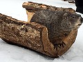 ⚡️ “Groundhog bites journalist who prevents his daring escape ”