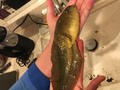 ⚡️ “This bullfrog tadpole is growing to sci-fi movie proportions 😱”