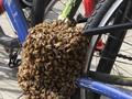 ⚡️ “When your bike is covered in bees 🐝🚴‍♂️”
