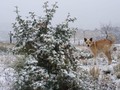 Primera nevada del año,sorprendió a los cordobeses