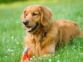 Las 5 razas de perros más cariñosos que podemos tener al lado via maquillajebello DeGuapas