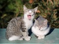 Consejos básicos para adoptar un gato callejero via maquillajebello DeGuapas