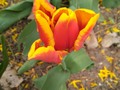 #fliiby Orange and Yellow Tulip - Flower Photography