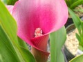 #fliiby Another Pink Calla Lily Flower ~ in the Garden (Photography)