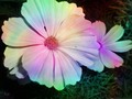 #fliiby Pretty Rainbow Flower Photograph (Photomania Edit)