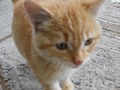 #fliiby Adorable Orange Kitty (Pet/Animal Photography)