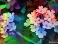 #fliiby Lovely Flowers ~ Rainbow Edit ~ in the Garden Photography