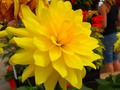 #fliiby Pretty Yellow Flower ~ in the Garden (Photography)