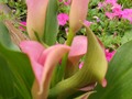 #fliiby Pink Calla Lilies ~ in the Garden (Photography)