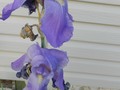 #fliiby Pretty Blue Iris ~ in the Garden (Photography)
