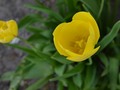 Yellow Tulips --