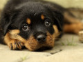 Cute Rottweiler Puppy Pics via wordpressdotcom #puppypics #rottweilers #rottweilerpuppies #cuteanimalpics