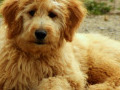 Goldendoodles - A Beautiful Breed and Pet #goldendoodles #puppypics #dogphotos via wordpressdotcom