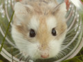 Welcome to Animals Are Best! #hamsterpic #animals #animalphotos #cuteanimals via wordpressdotcom