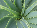 Using Aloe Vera for Acne on Sensitive Skin | Natural Nutrition News - on wordpressdotcom