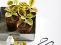 Learn All the Simple Ways to Propagate Houseplants Here