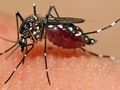 Non-GMO approach reduces cases of mosquito-borne dengue by 77% via GMWatch