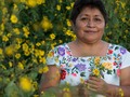 Indigenous Mayan beekeeper honoured for halting Monsanto's planting of GM soy in Mexico via GMWatch