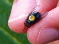 How the sex life of screwworm flies saved billions - CNET