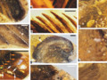 99-million-year-old wings found frozen in amber - CNET