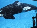 SeaWorld welcomes the last orca ever to be born in its parks (SEAS)