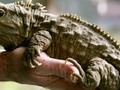 A reptile that decapitates birds and can live until 100 is the sole survivor of a lineage as old as the first d...