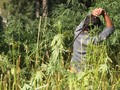 This is how migrants are being trafficked to grow marijuana in the UK