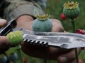 Mexican heroin is flooding the US, and the Sinaloa cartel is steering the flow