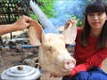 Me ha gustado un vídeo de YouTube ( - Primitive Technology: Survival skill cooking curry pork recipe |
