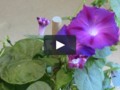 I just liked "A day in the life of a Morning Glory" on Vimeo: