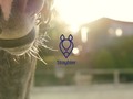 I just liked “Staybler - bed and breakfast for your horse” by CharlelieC on #Vimeo: