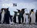 I just liked “King Penguin, Antarctica 國王企鵝” on #Vimeo: