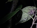 I just liked “Montage Of Malaysia - Ep 6 - Sepilok Jungle Night Walk” on #Vimeo: